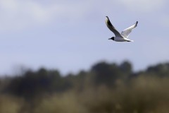 Oiseaux_brenne_03-2024-320-Avec-accentuation-Bruit-Modifier