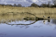 Oiseaux_brenne_03-2024-411-Avec-accentuation-Bruit-Modifier