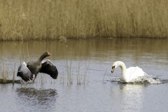 Oiseaux_brenne_03-2024-750-CR3_DxO_DeepPRIMEXD