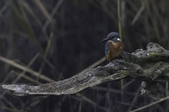 Oiseaux_brenne_11-2024-79-Avec-accentuation-Bruit