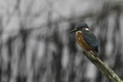 Oiseaux_brenne_11-2024-85-Avec-accentuation-Bruit