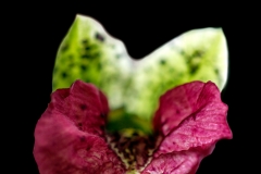 Cymbidiella pardalina