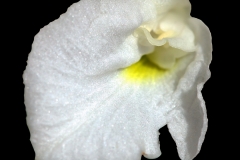 Brassavola flagellaris
