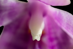 Phalaenopsis venosa