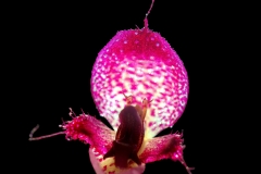 Bulbophyllum eberhardtii
