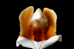 Coelogyne mooreana