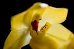 Orchidée