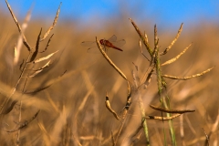 Crocothemis erythraea