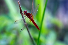 Crocothemis erythraea