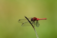 Crocothemis erythraea
