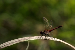 Crocothemis erythraea