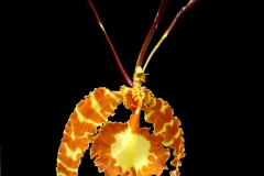 Psychopsis kalihi