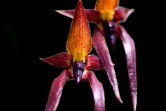 Bulbophyllum echinolabium