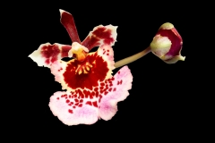 Oncidium hybride