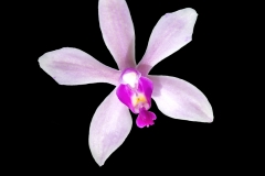 Phalaenopsis wilsonii