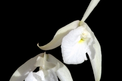 Brassavola flagellaris