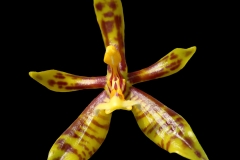 Phalaenopsis mannii