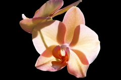 Phalaenopsis hybride