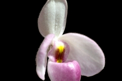 Paphiopedilum delenatii