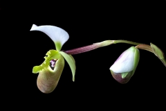 Paphiopedilum spicerianum