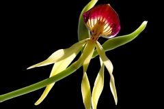 Prosthechea cochleata