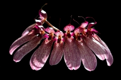 Bulbophyllum eberhardtii