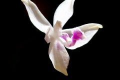 Phalaenopsis fimbriata