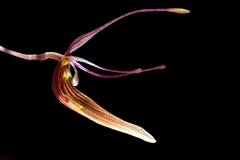 Restrepia brachypus