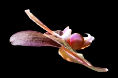 Phalaenopsis hybride