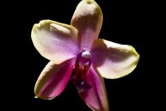 Phalaenopsis Liodoro