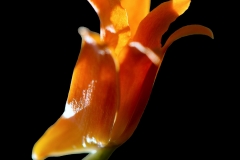 Bifrenaria vitellina