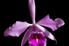 Cattleya maxima