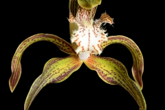 Cymbidium Tracyanum Evelyne