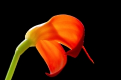 Masdevallia ignea