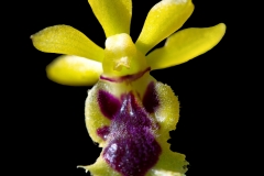 Haraella retrocalla