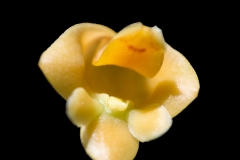 Dendrobium leonis