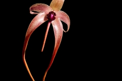 Bulbophyllum echinolabium