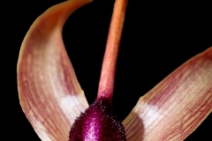 Bulbophyllum echinolabium