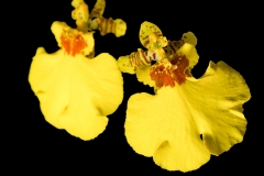 Oncidium hybride jaune