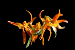 Dendrobium Etincelle