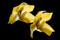 Orchidée