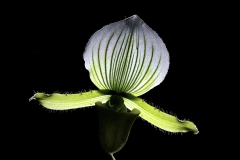 Paphiopedilum maudiae magnificum