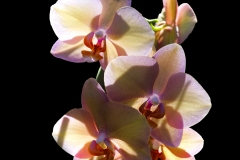 Phalaenopsis hybride