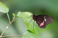 Heliconius melpomene aglaope