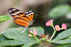 Heliconius ismenius clarescens